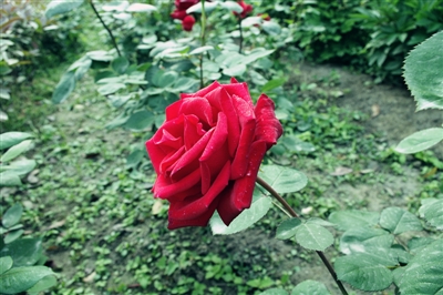 芍药和玫瑰